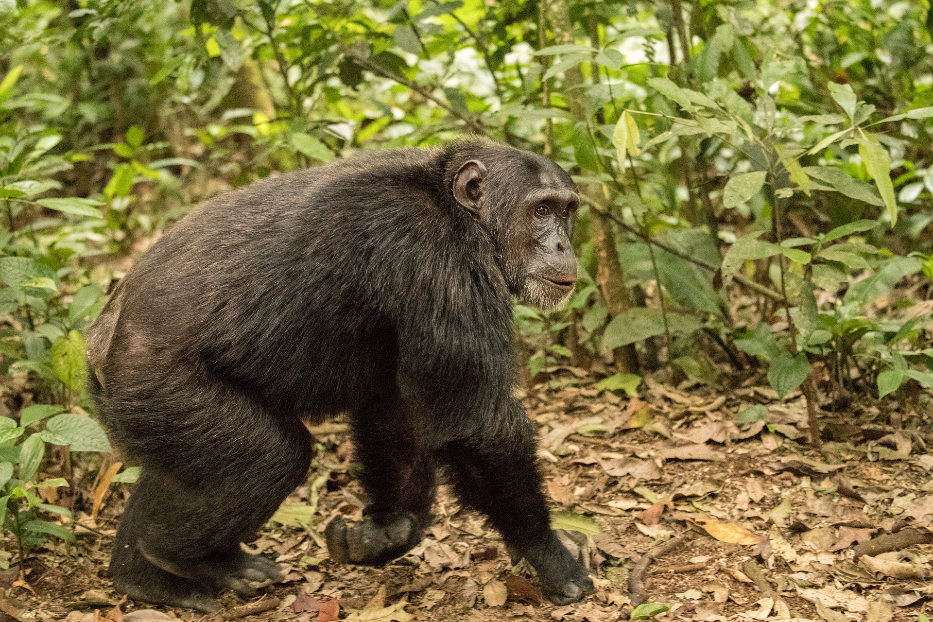 Chimpanzee - tracking -Safaris