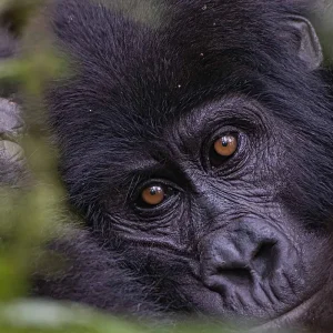 Mountain Gorilla Trekking are some of the most exciting safari activity in Rwanda’s Volcanoes National Park and Bwindi Impenetrable forest in Uganda.