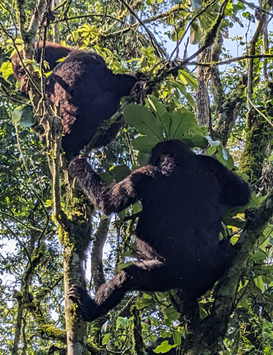 Mountain Gorilla Trekking Rwanda and Uganda Mountain Gorilla Trekking Rwanda and Uganda
