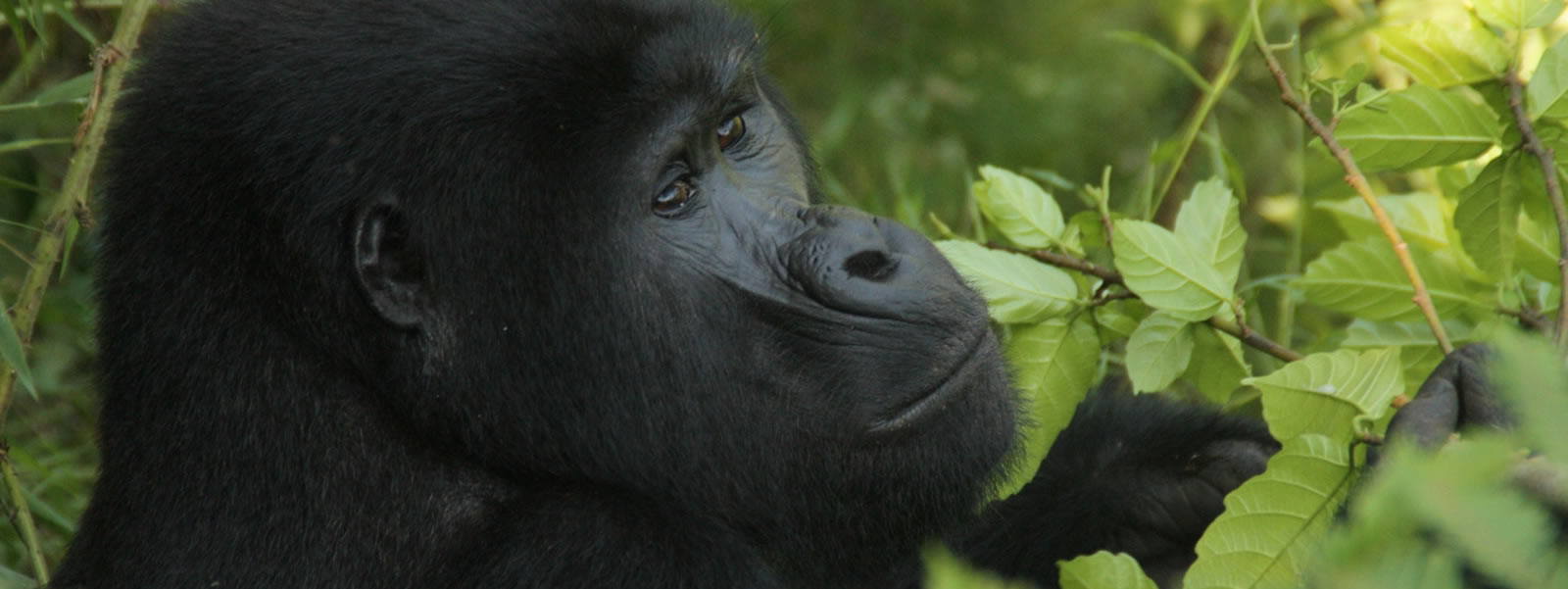 Mountain Gorilla Trekking