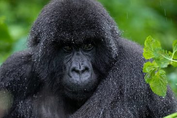 Volcanoes Gorilla Trekking Safaris in Rwanda