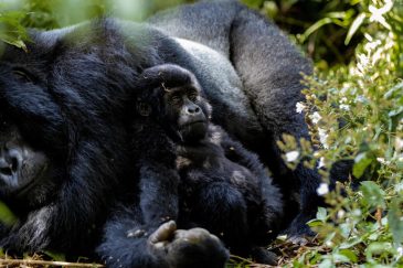 Bwindi's Gorilla families - Uganda Gorilla Tours