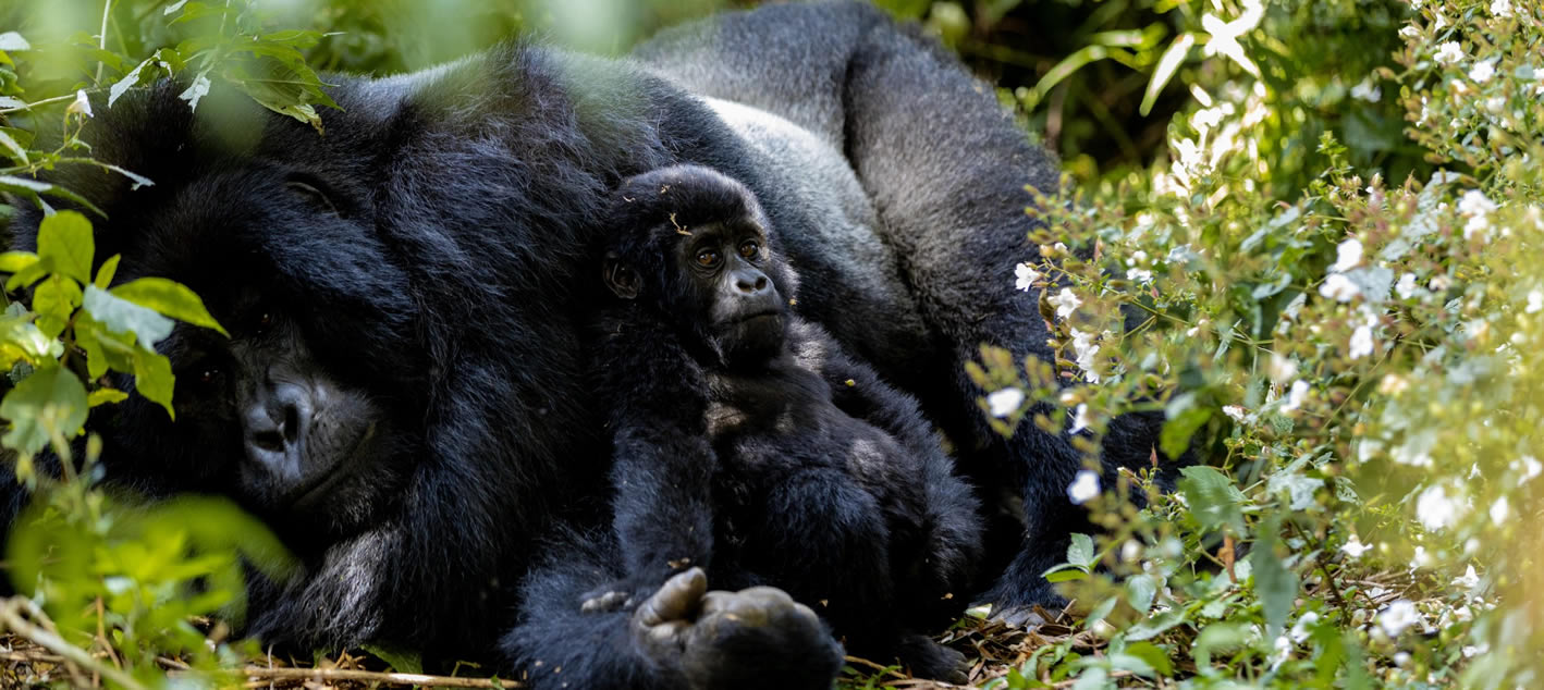 Bwindi's Gorilla families - Uganda Gorilla Tours