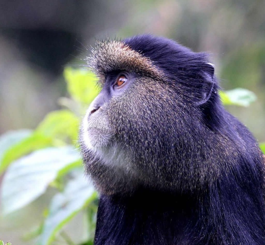 Golden Monkey Tracking Safaris in Rwanda
